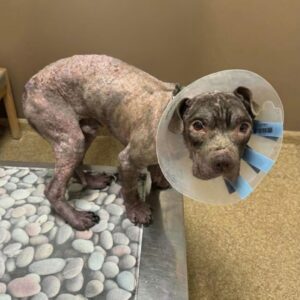 Choco the Stray Dog's Transformation Begins After Rescue from New York Streets