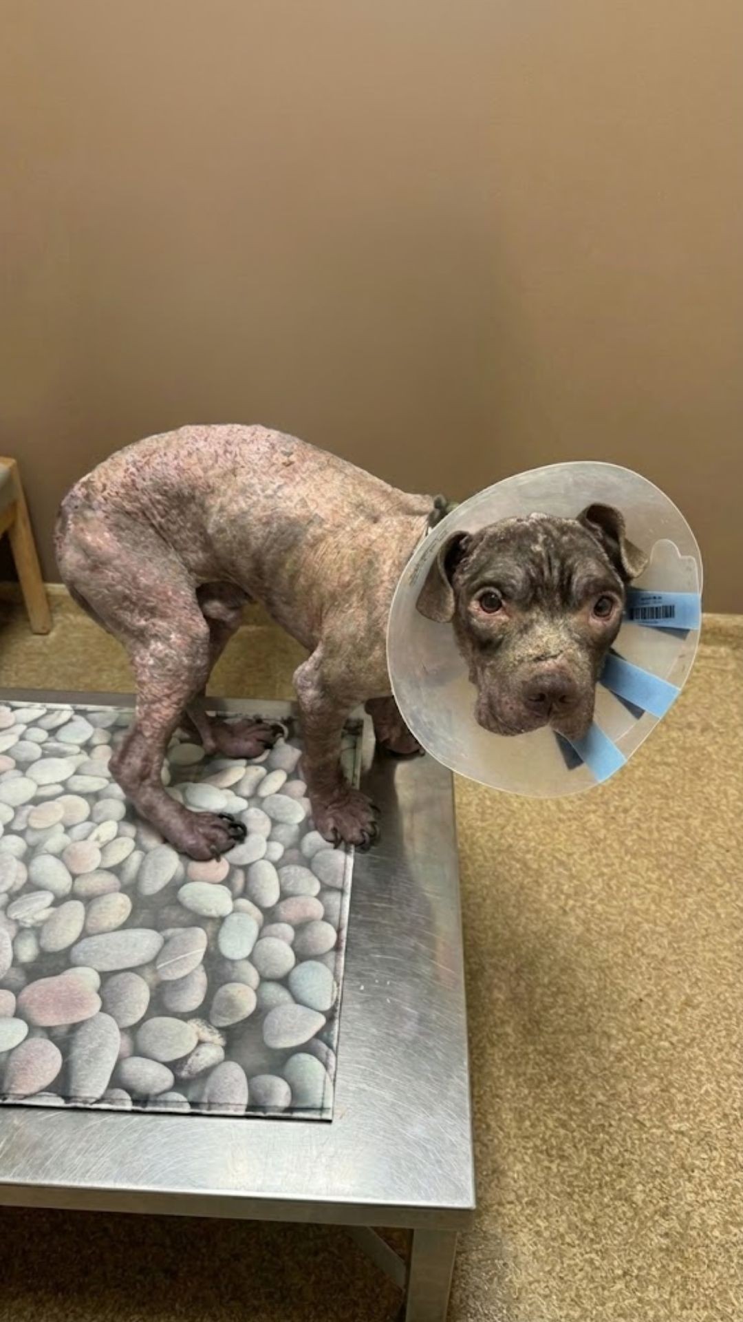 Choco the Stray Dog's Transformation Begins After Rescue from New York Streets
