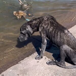 Abuelo's Unforgettable Tail Wag Signals a New Beginning