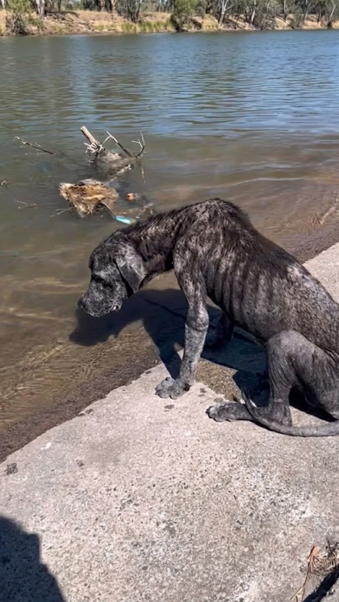 Abuelo's Unforgettable Tail Wag Signals a New Beginning