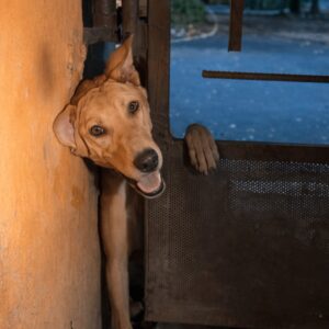 Veera's Calm Rescue: How a Neighbor's Attention Saved a Trapped Dog