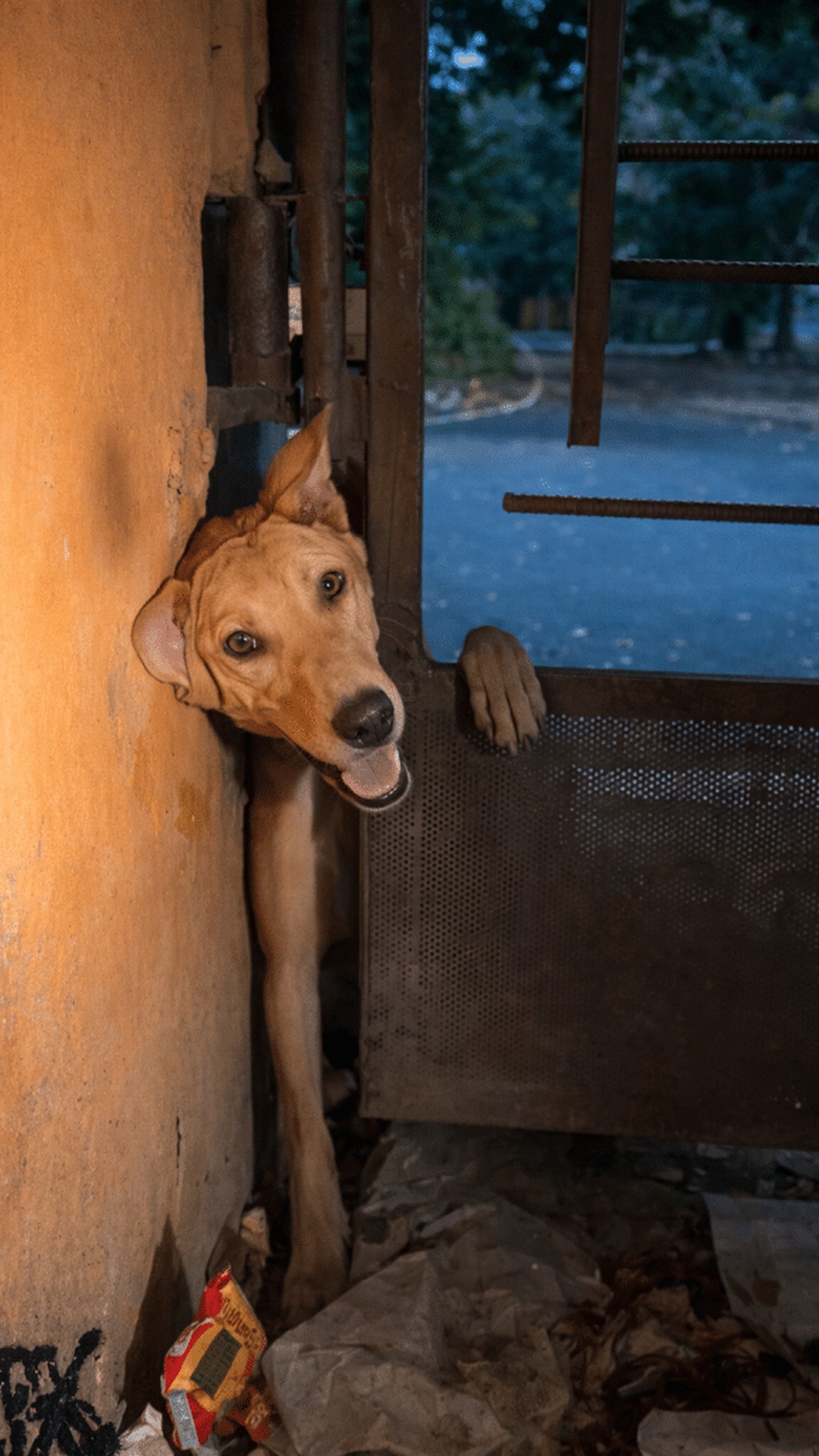 Veera's Calm Rescue: How a Neighbor's Attention Saved a Trapped Dog