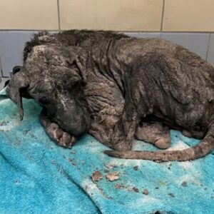 Canelo's Recovery: From Emaciation to Trust in a Loving Home