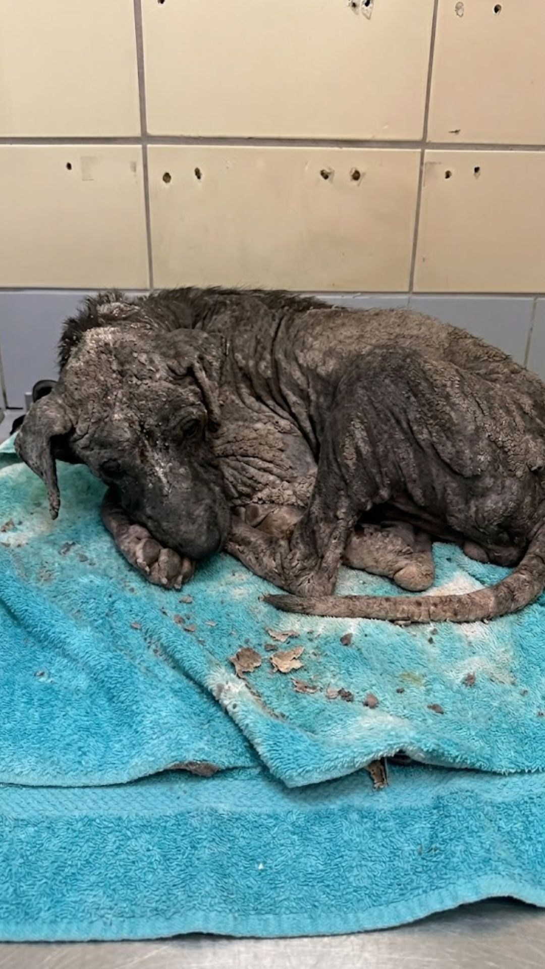 Canelo's Recovery: From Emaciation to Trust in a Loving Home