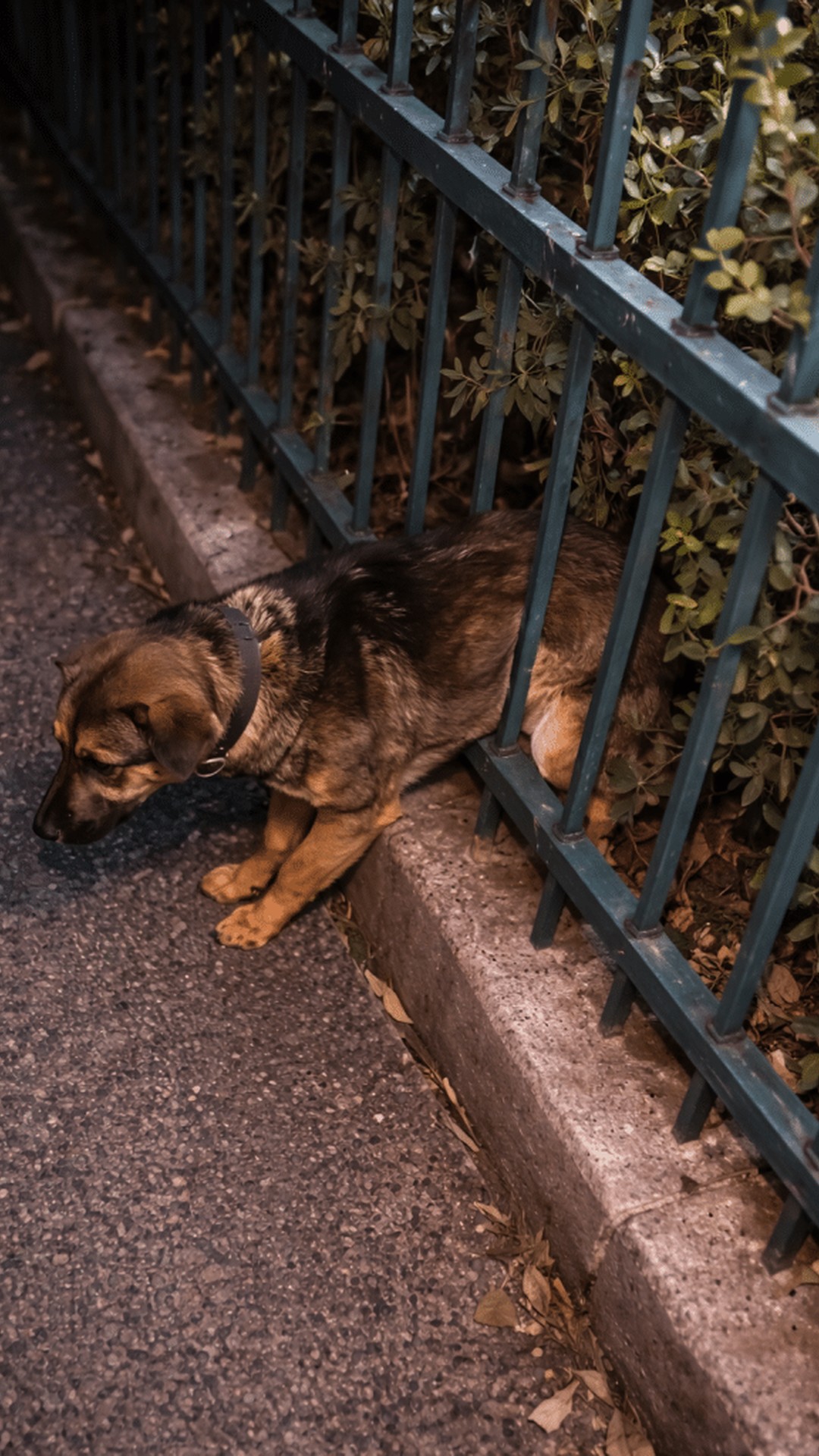 From Abandoned in a Puddle to a Healthy, Playful Puppy in One Month