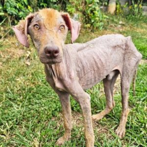 Molito's 10-Week Recovery: From Starvation to a Loving Home
