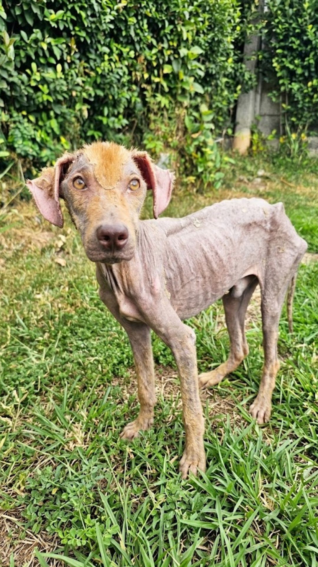Molito's 10-Week Recovery: From Starvation to a Loving Home