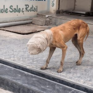 Stray Dog Rescued After Days with Jar Trapped on His Head