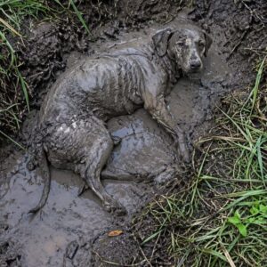 Rescue Efforts Transform a Trapped Puppy’s Fate from Despair to Safety