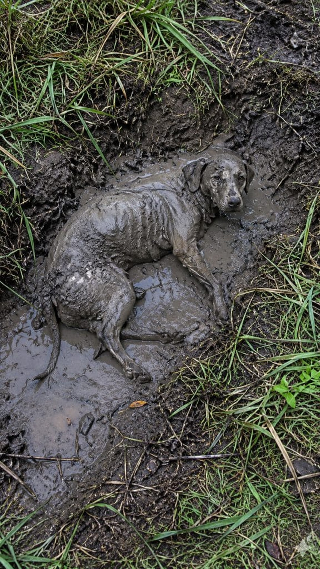 Rescue Efforts Transform a Trapped Puppy’s Fate from Despair to Safety