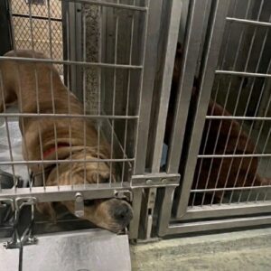 From Isolation to Connection: Paris the Shelter Dog Finds Purpose with an Orphaned Puppy