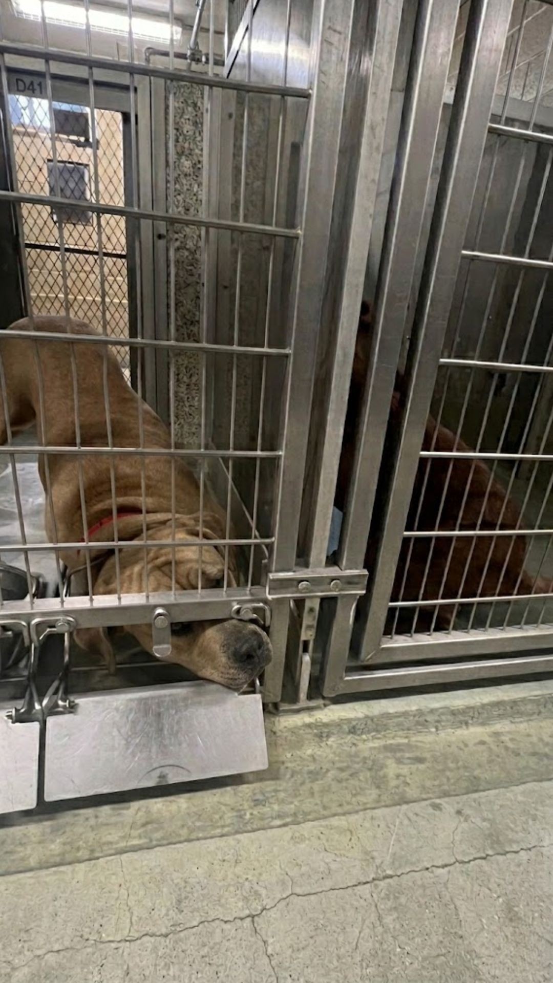 From Isolation to Connection: Paris the Shelter Dog Finds Purpose with an Orphaned Puppy