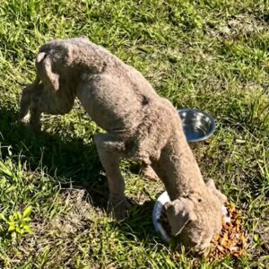 Puppy Leo's Journey from Abandonment to Adoption After Severe Injury