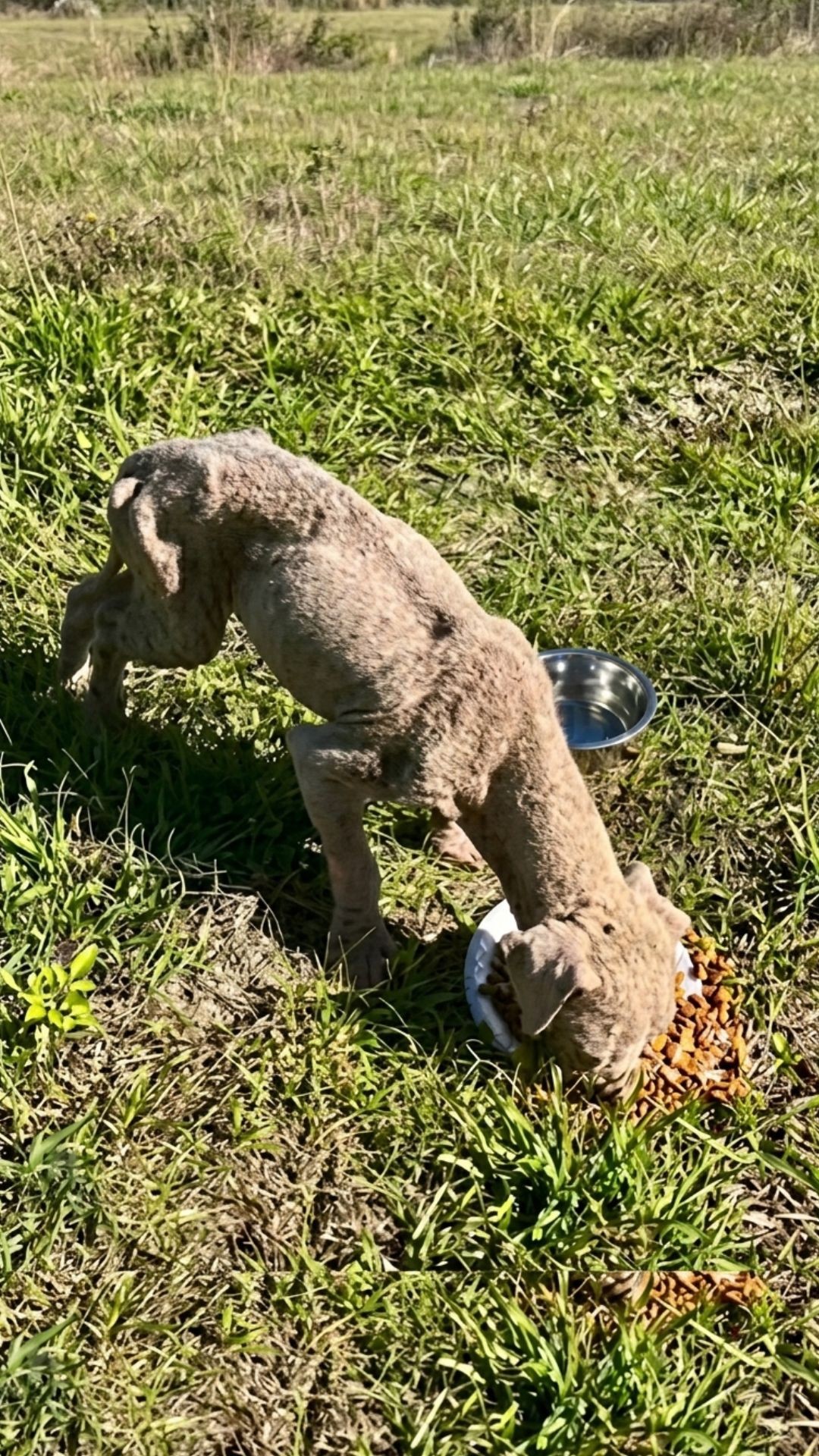 Puppy Leo's Journey from Abandonment to Adoption After Severe Injury