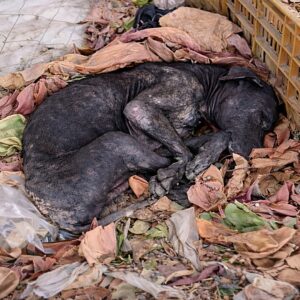 Garbage Collector’s Call Saves Neglected Dog from Death