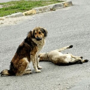 Devoted Dog Named Max Guards Injured Ruby on City Street Until Help Arrives