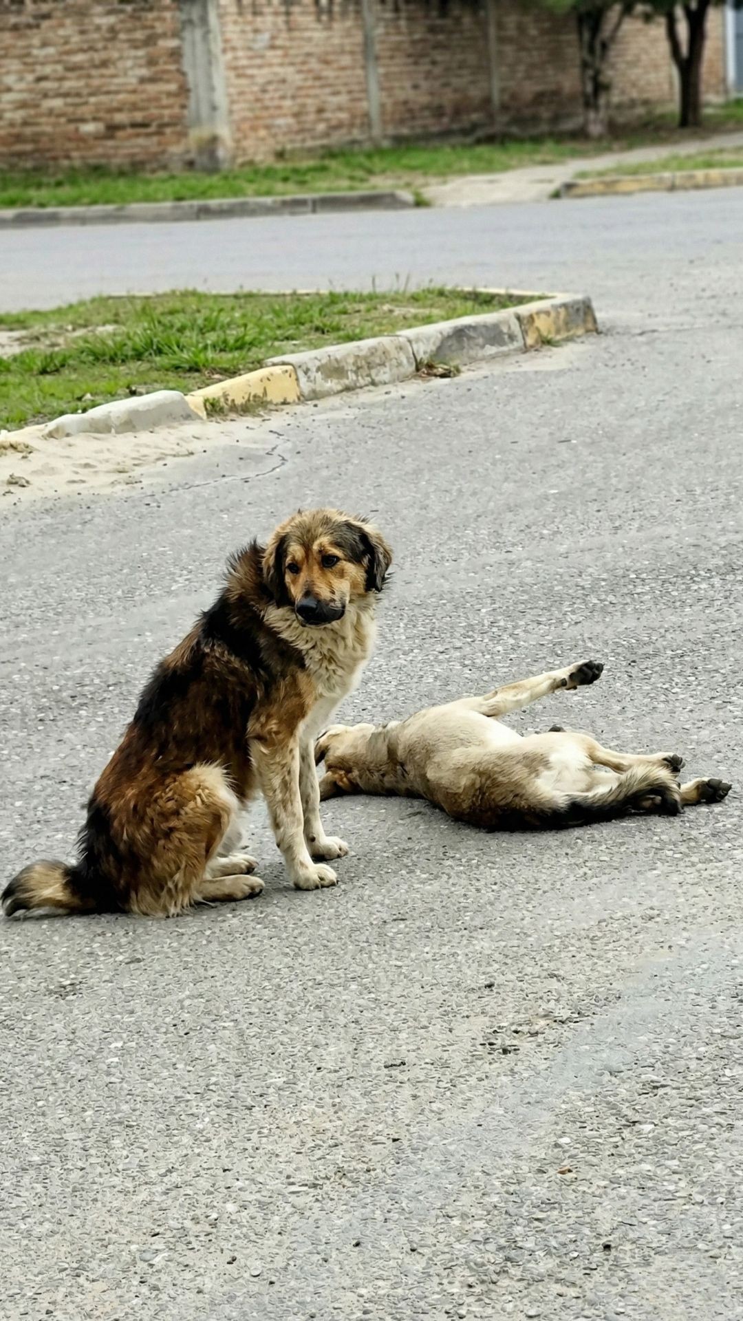 Devoted Dog Named Max Guards Injured Ruby on City Street Until Help Arrives