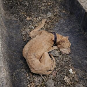 Rescue of Dog Trapped in Forgotten Pit Sparks Remarkable Recovery