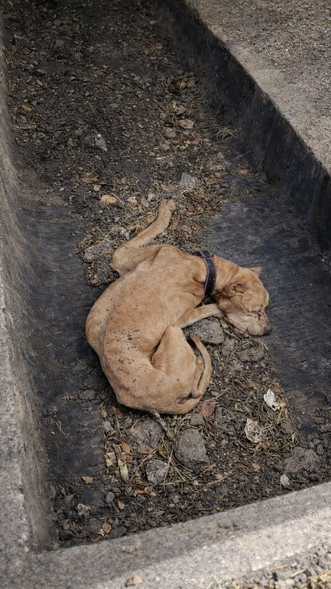 Rescue of Dog Trapped in Forgotten Pit Sparks Remarkable Recovery