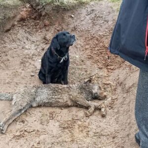 Labrik's Vigil: A Dog's Unwavering Loyalty in Freezing Rain