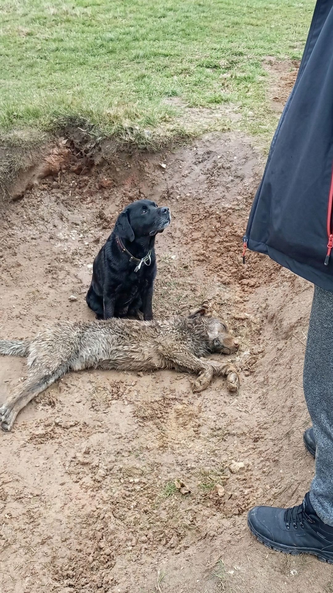 Labrik's Vigil: A Dog's Unwavering Loyalty in Freezing Rain