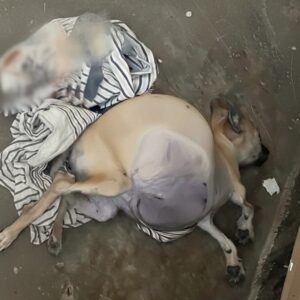 Puppy with Distended Abdomen Takes First Steps to Recovery After Life-Saving Rescue