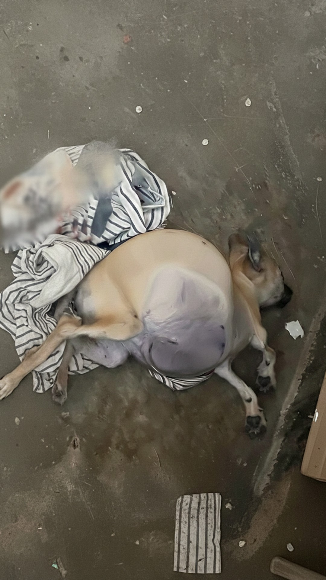 Puppy with Distended Abdomen Takes First Steps to Recovery After Life-Saving Rescue