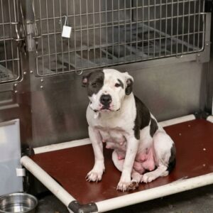 Mother Dog Overcomes Life-Threatening Illness After Abandonment with Puppies