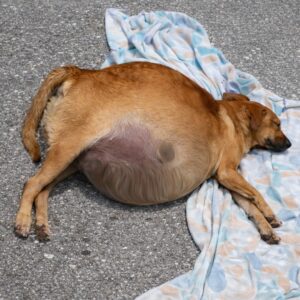 Dog Overcomes Critical Condition After 12 Liters of Fluid Removal