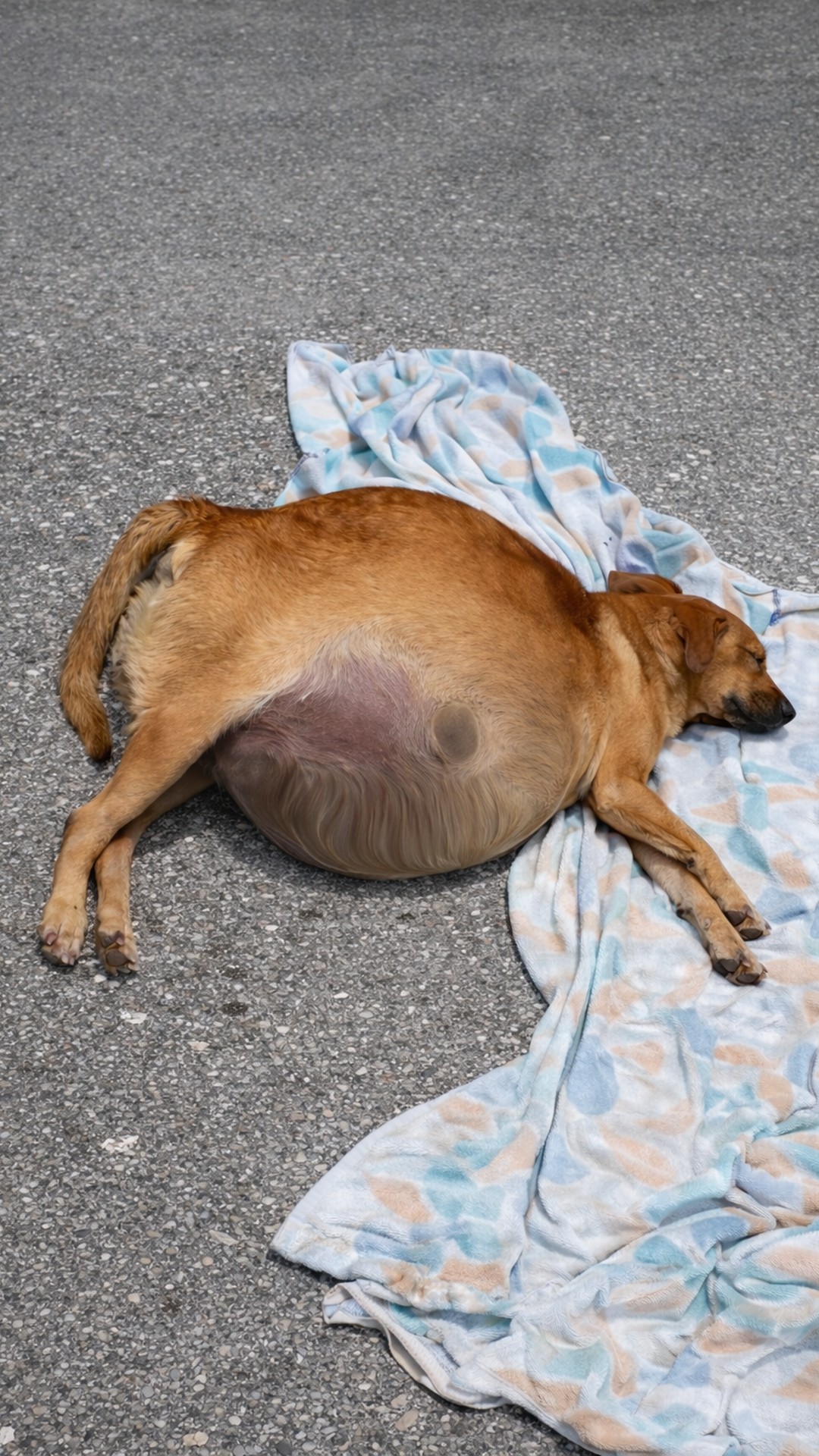Dog Overcomes Critical Condition After 12 Liters of Fluid Removal