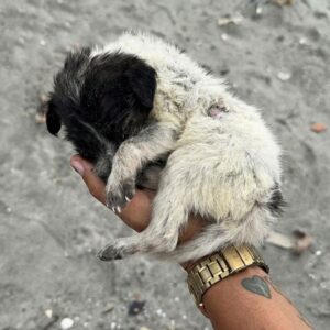 Warrior's Recovery: Tiny Puppy Thrives After Being Rescued from a Beach
