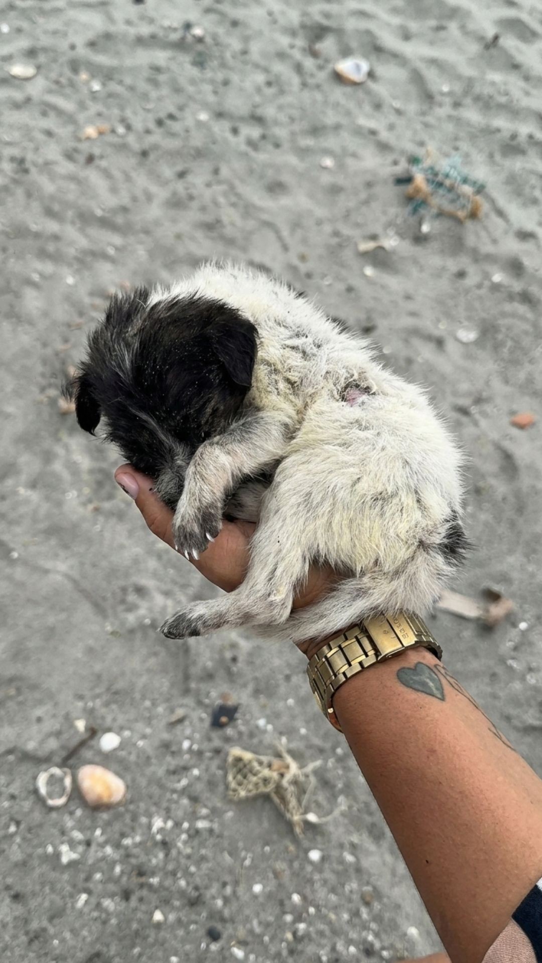 Warrior's Recovery: Tiny Puppy Thrives After Being Rescued from a Beach