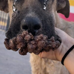 From Stray to Safe: A Dog’s Remarkable Recovery Over 30 Days