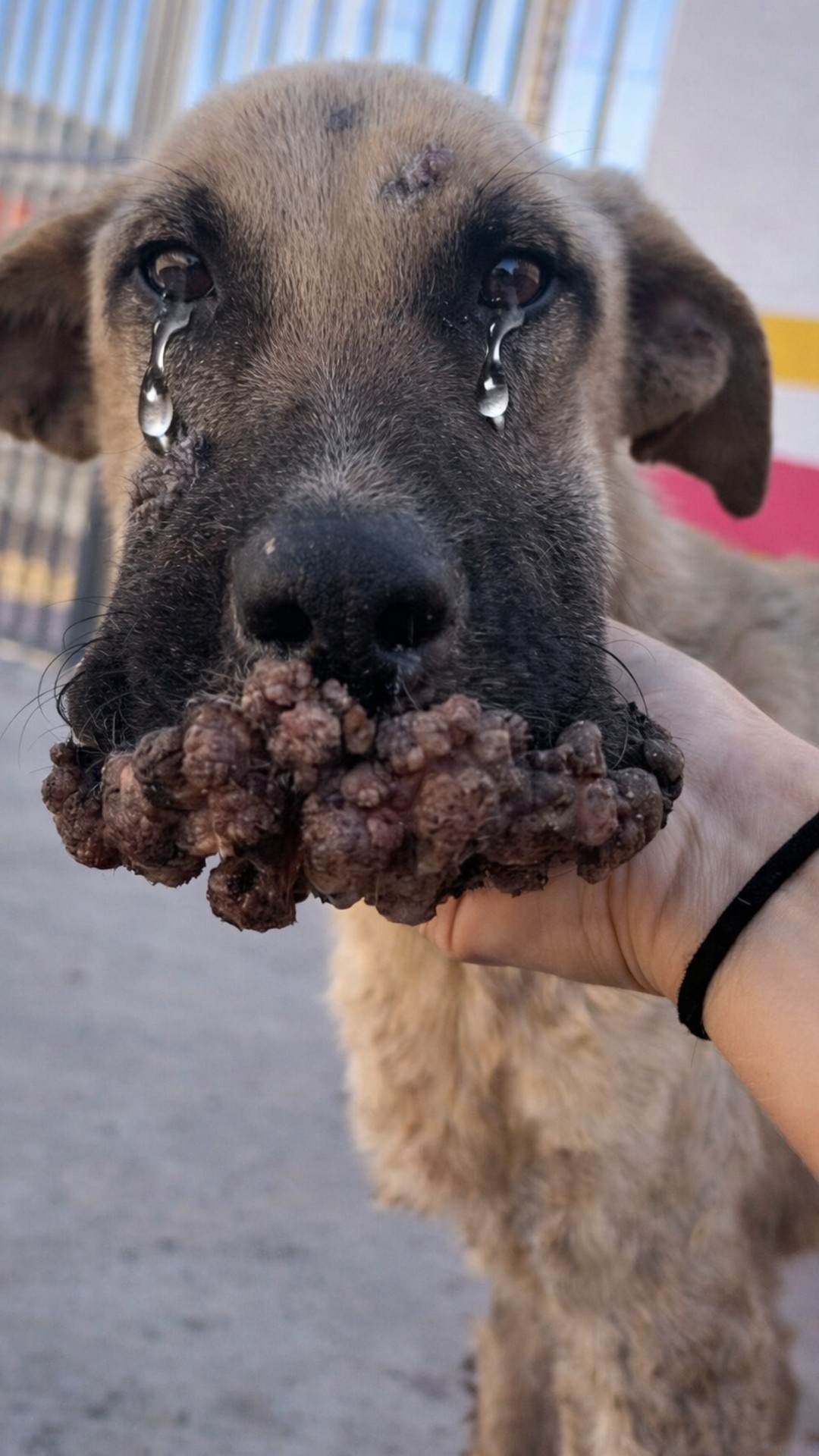 From Stray to Safe: A Dog’s Remarkable Recovery Over 30 Days