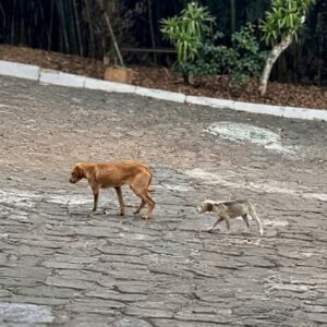 From Starving in the Streets to a Loving Home: Carminha’s Journey