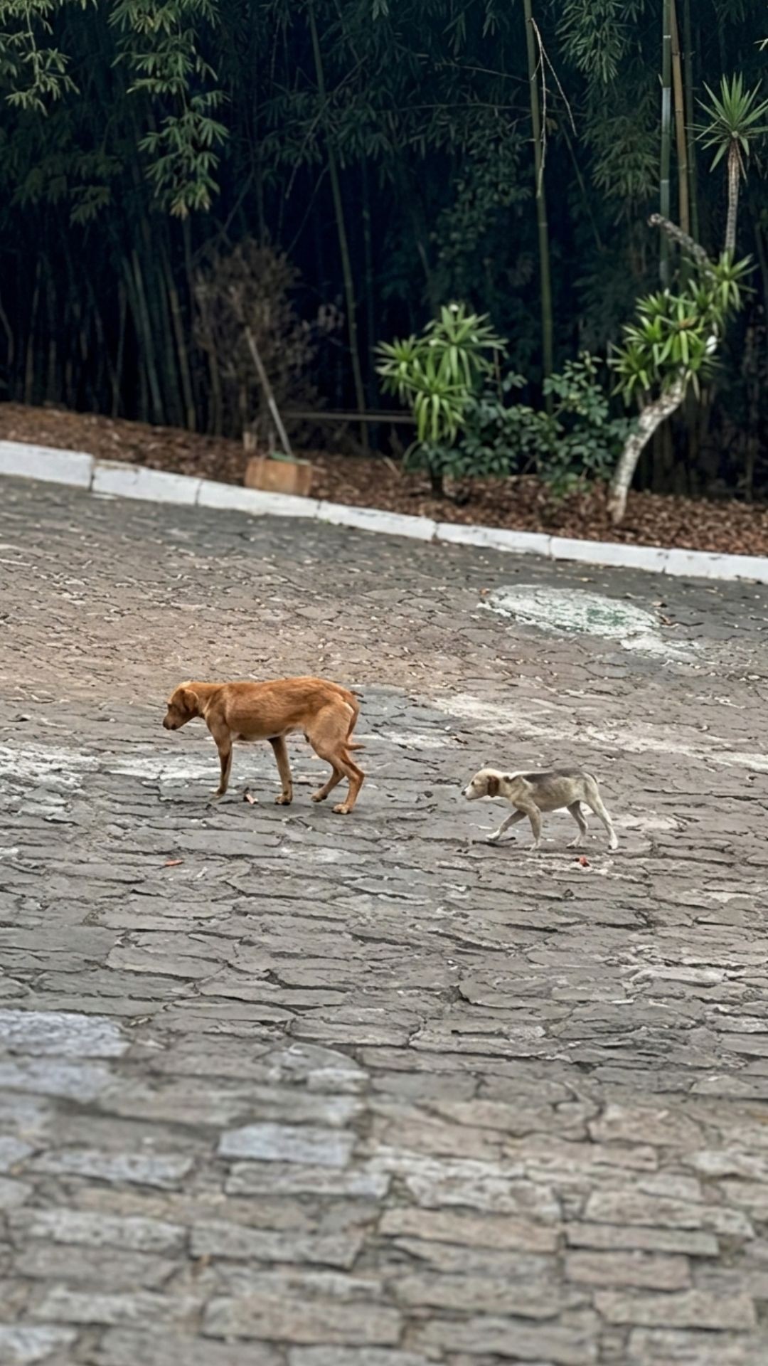 From Starving in the Streets to a Loving Home: Carminha’s Journey