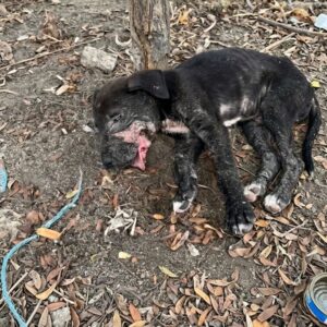 Rescuers Save Abandoned Puppy with Life-Threatening Injury on Island Beach