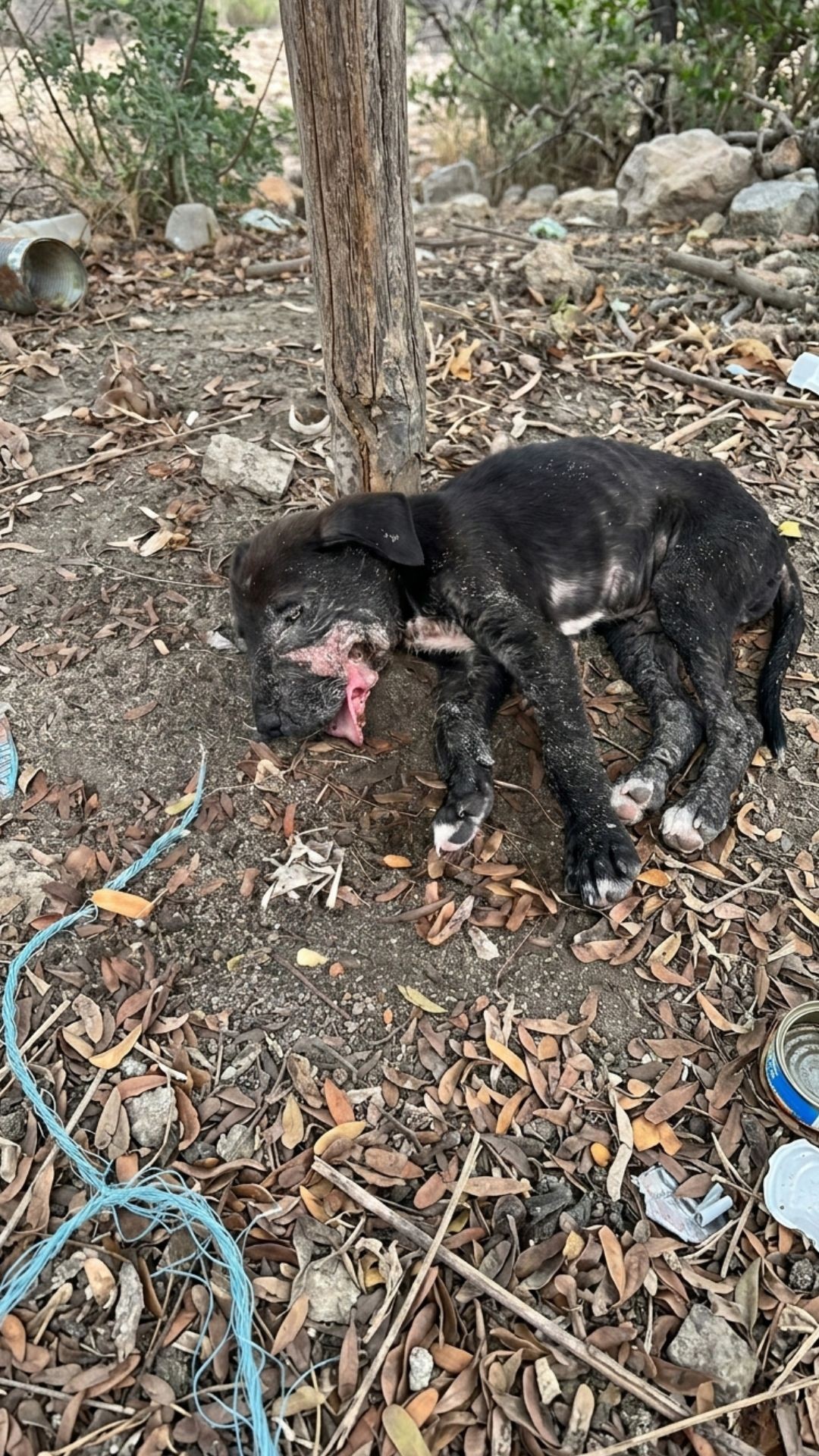Rescuers Save Abandoned Puppy with Life-Threatening Injury on Island Beach