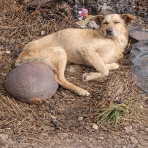 From Abandoned in a Trash Field to Thriving After Tumor Surgery