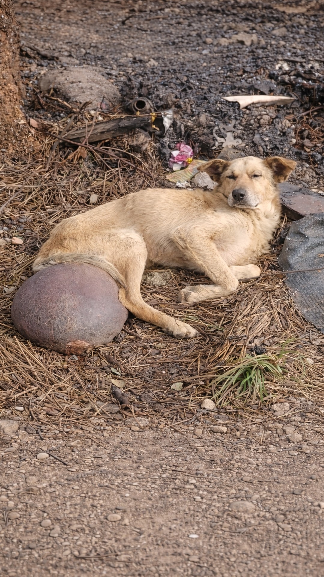 From Abandoned in a Trash Field to Thriving After Tumor Surgery