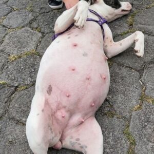 Rescue of Pregnant Dog on City Streets Leads to Life-Saving Surgery