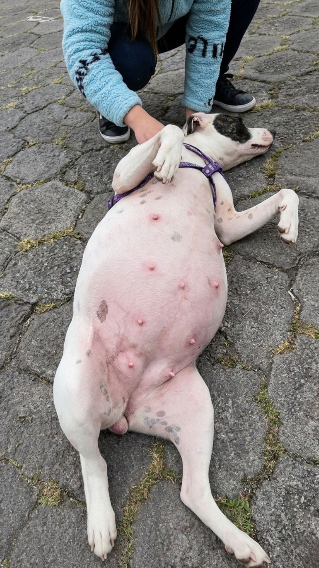 Rescue of Pregnant Dog on City Streets Leads to Life-Saving Surgery
