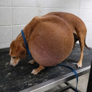 Urgent Call Leads to Life-Saving Surgery for Hattie’s Massive Tumor