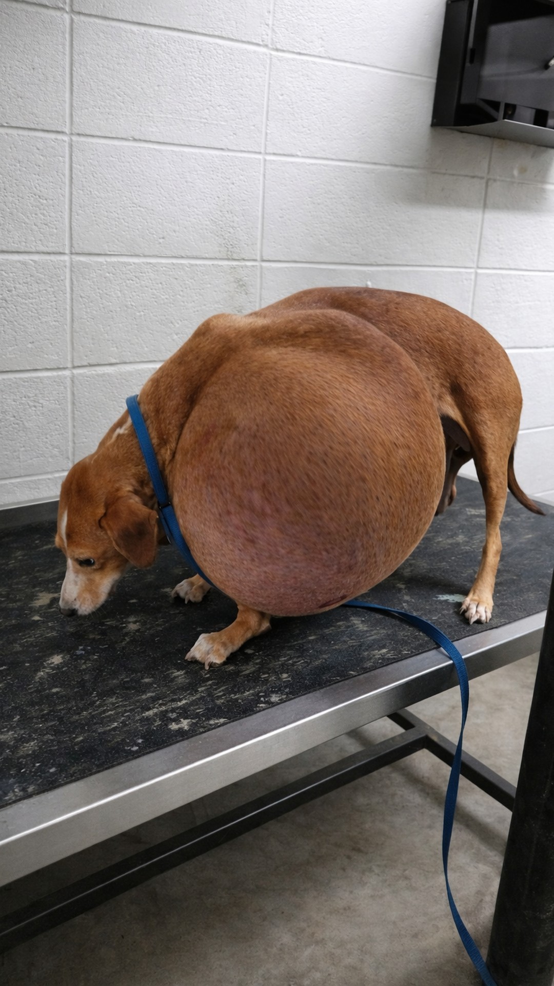 Urgent Call Leads to Life-Saving Surgery for Hattie’s Massive Tumor
