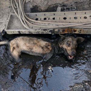 Zana's Remarkable Recovery: From Trapped in Tar to Rolling on Wheels