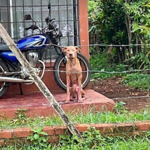Ragnar's Remarkable Rescue: From Heavy Chain to Beach Freedom