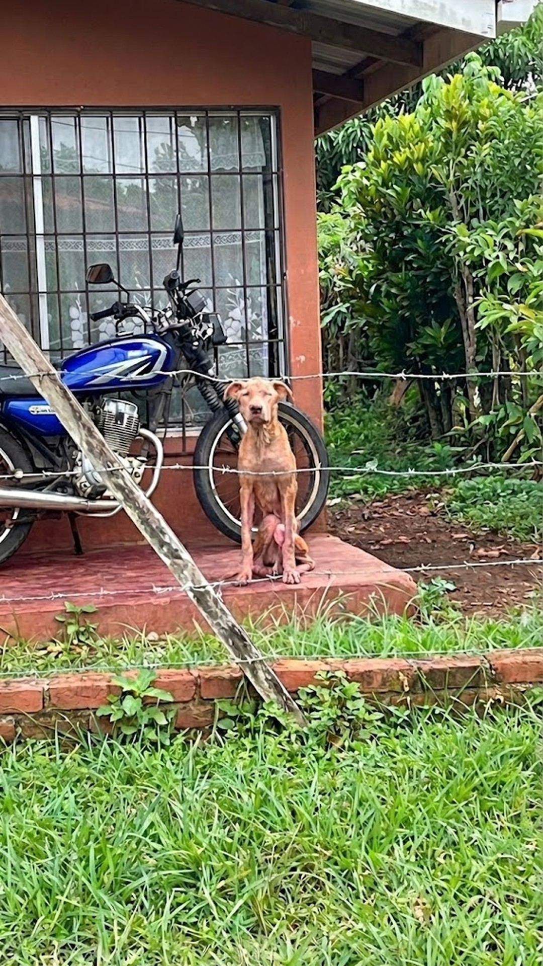 Ragnar's Remarkable Rescue: From Heavy Chain to Beach Freedom