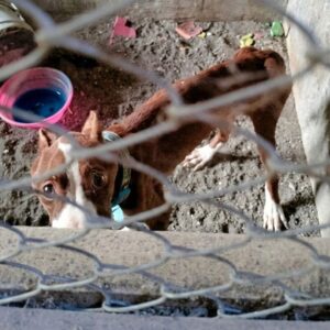 Pablo's First Steps: A Stray Dog's Journey from Darkness to Light