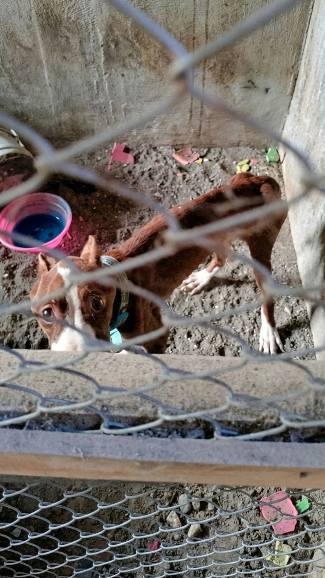 Pablo's First Steps: A Stray Dog's Journey from Darkness to Light