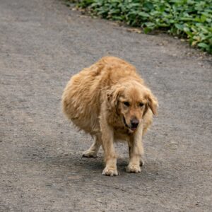 From Danger to Recovery: Shiwu the Golden Retriever Defies Odds